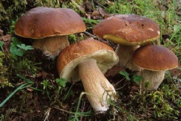 Consulenza gratuita per la popolazione in merito al riconoscimento dei funghi epigei freschi e certificazione per la vendita al dettaglio.