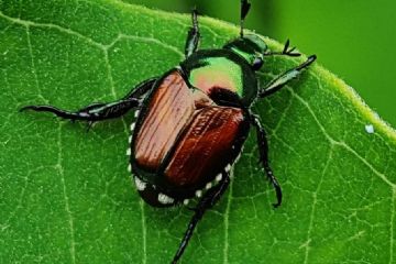 Coleottero Scarbeide del Giappone - Popillia Japonica